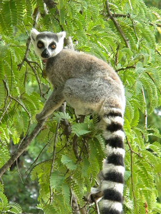 a ring-tailed lemur sitting in a tree looking at the camera
